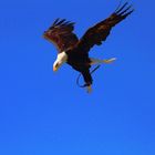 Aguila de cabeza blanca