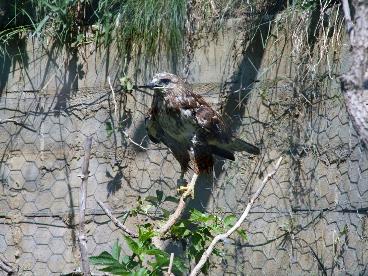 AGUILA EN MOLLÓ