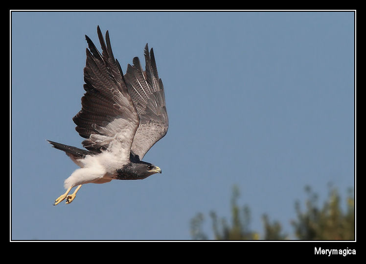 AGUILA ESCUDADA II