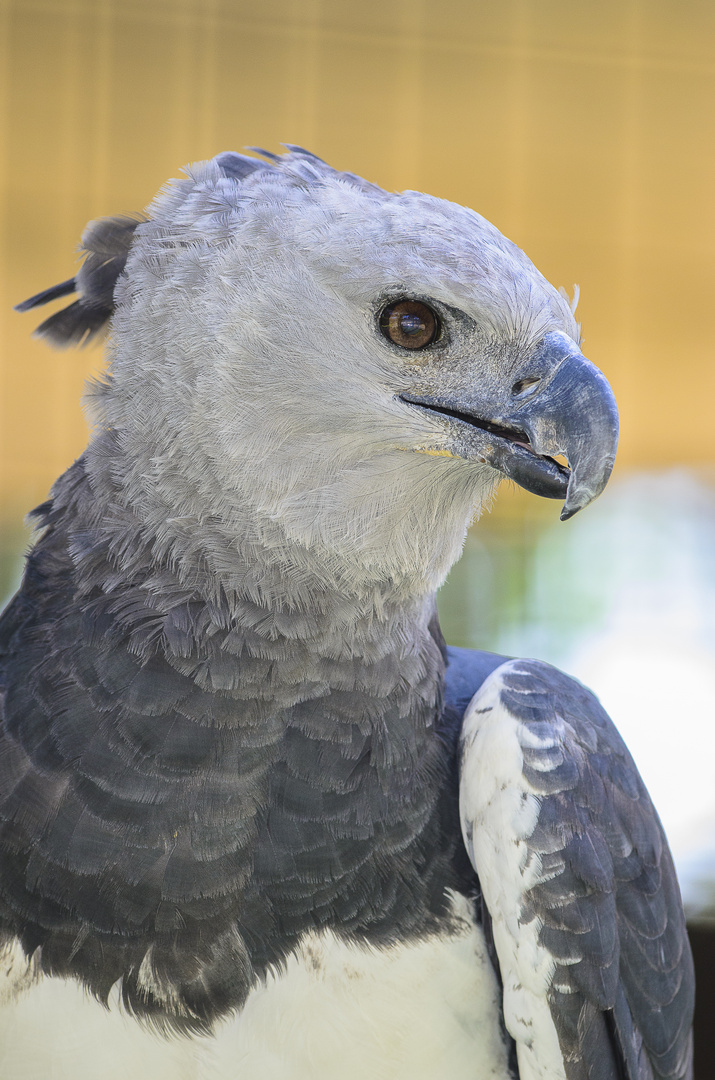 Aguila harpia (Harpia harpyja)