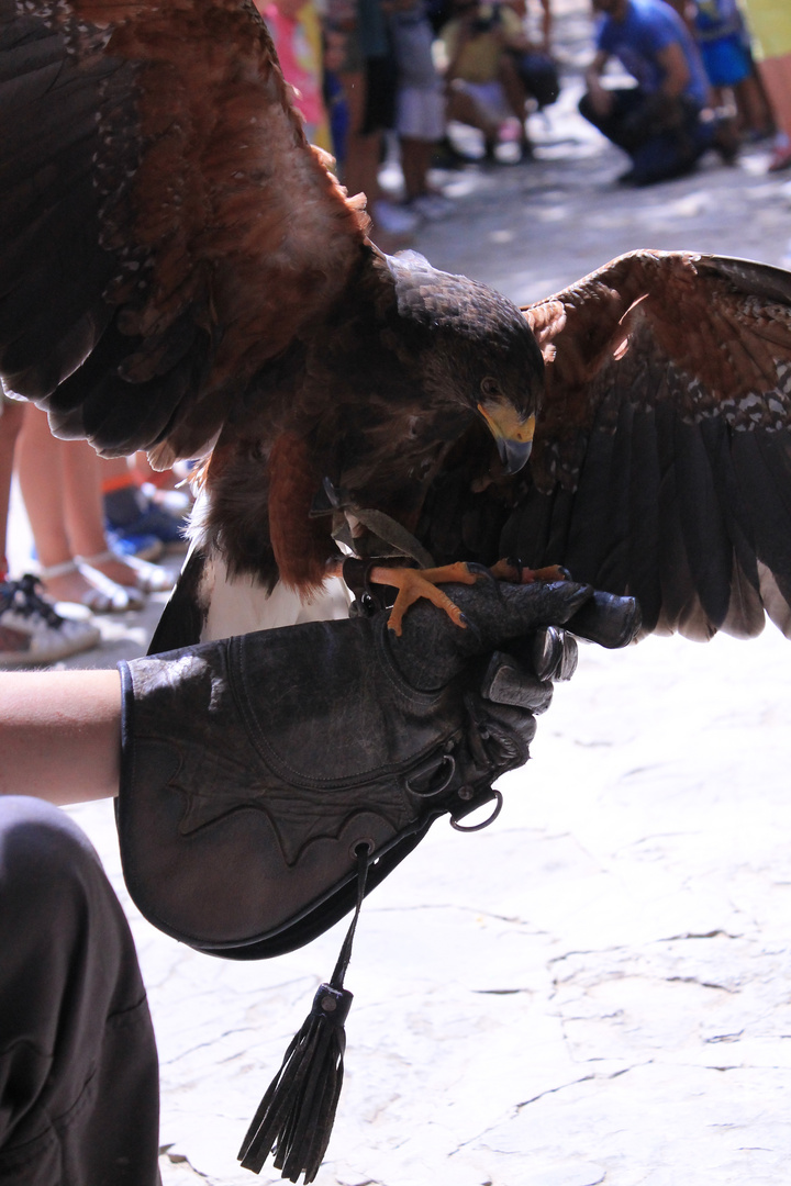 águila harris vuelo