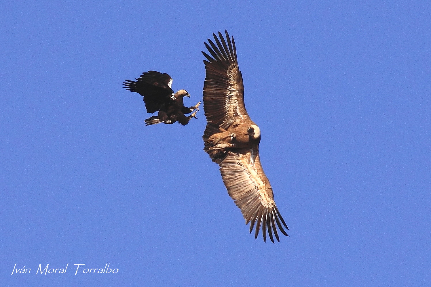 Aguila Imperial.