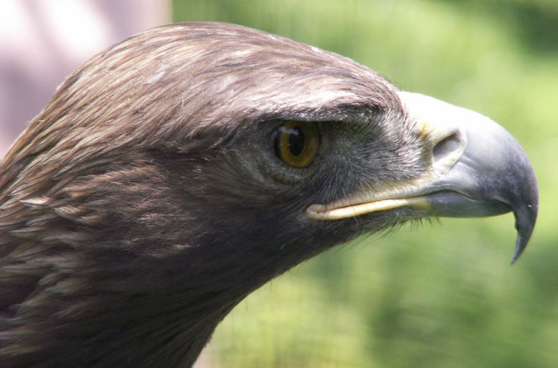 Aguila mexicana