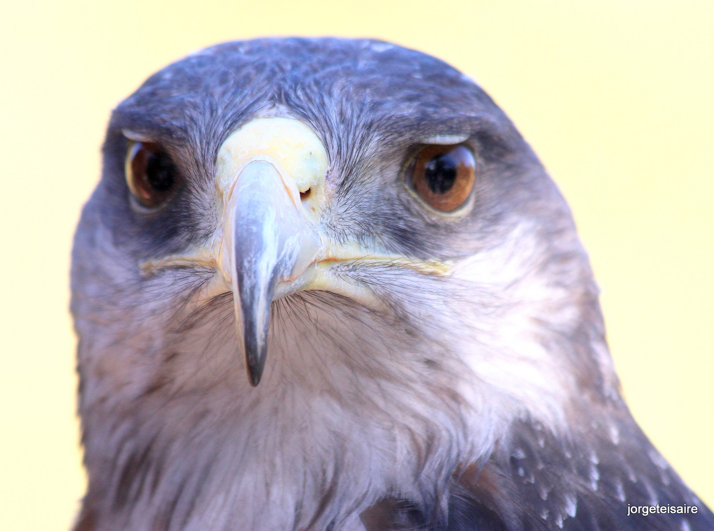 Aguila Mora /Black chested Buzzard Eagle