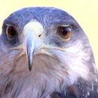 Aguila Mora /Black chested Buzzard Eagle