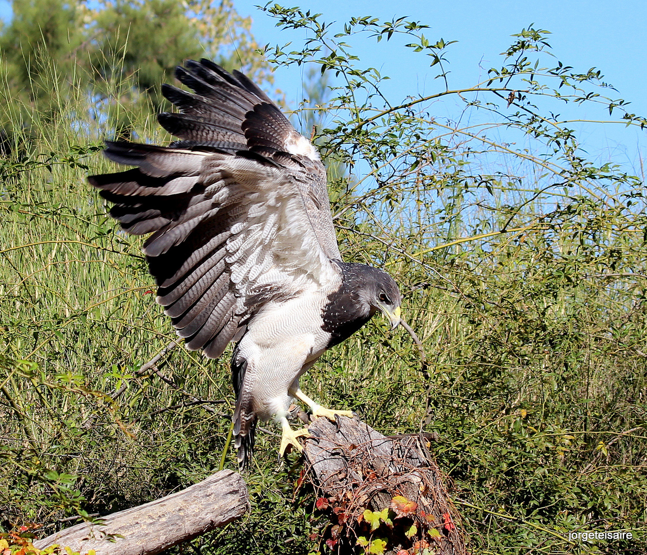 Aguila Mora