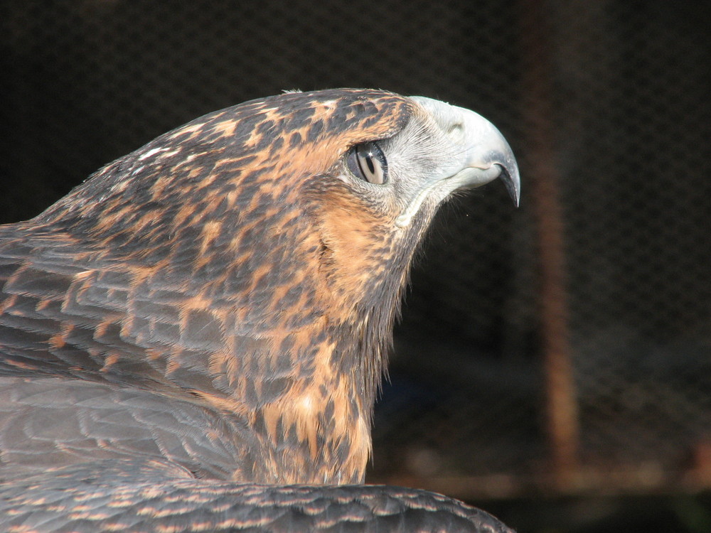 Aguila Mora (Geranoaetus melanoleucus)