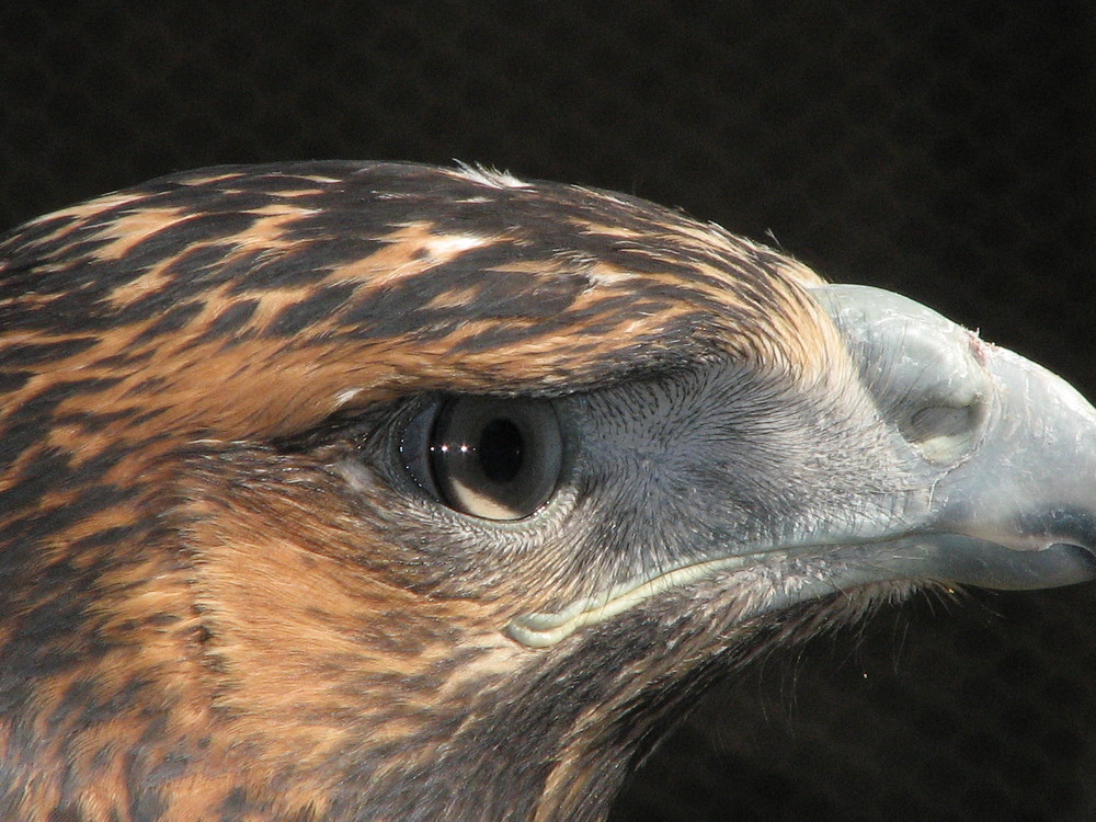 Aguila Mora (Geranoaetus melanoleucus)2