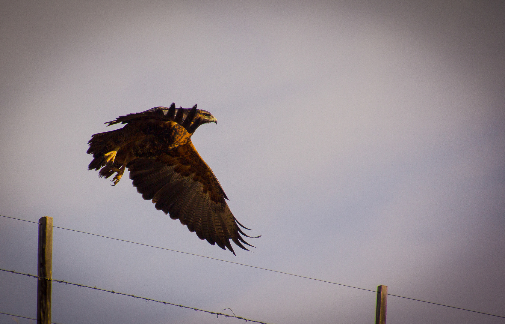 Aguila Mora Patagonica