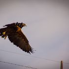 Aguila Mora Patagonica