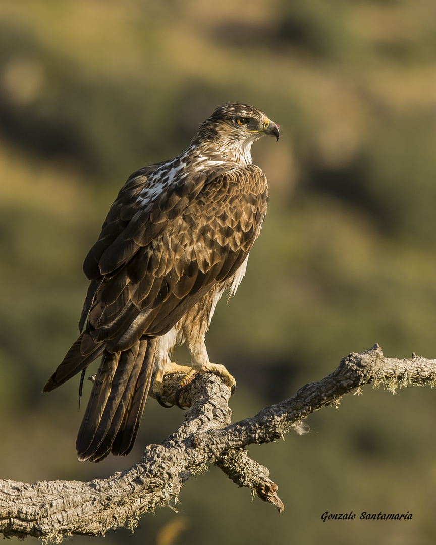 AGUILA PERDICERA