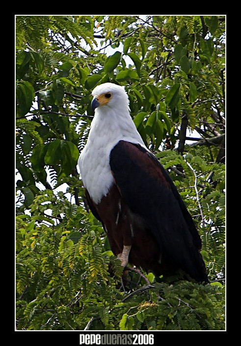 Aguila pescadora