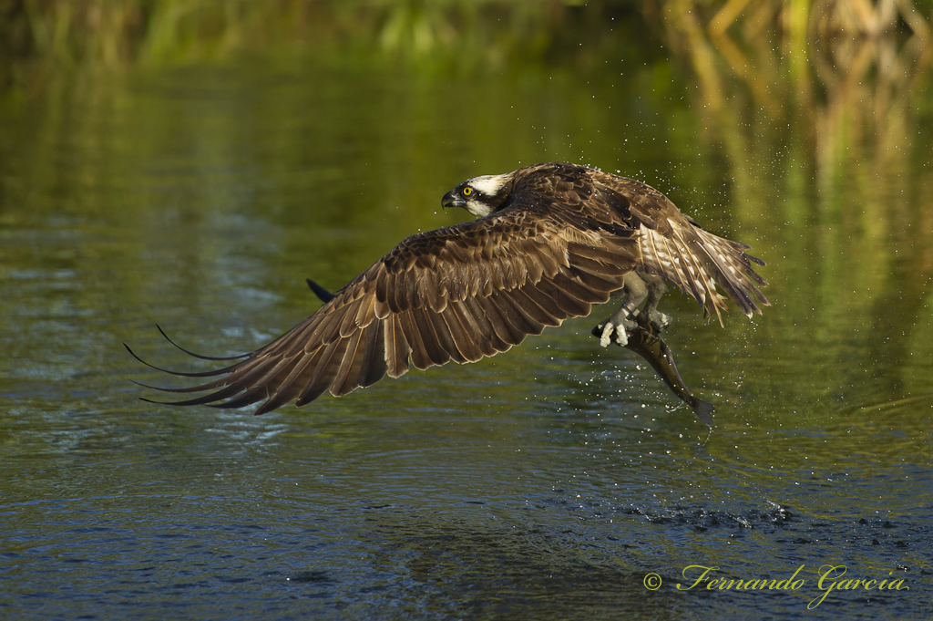 aguila pescadora