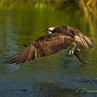 aguila pescadora