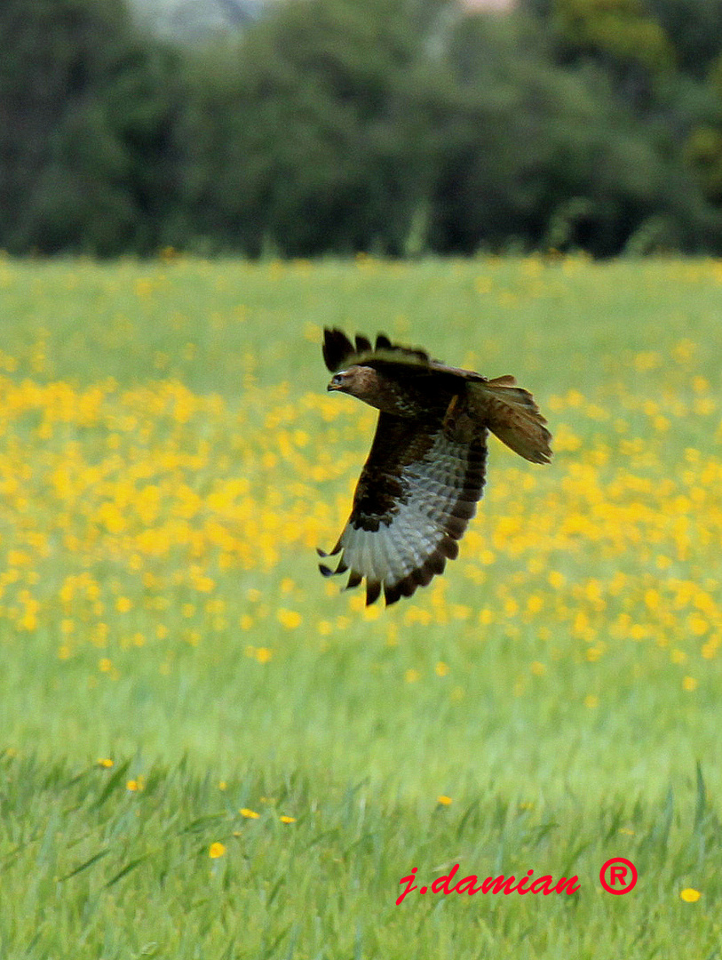 Aguila Ratonera