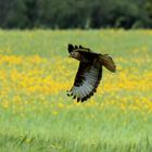 Aguila Ratonera