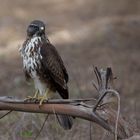 Aguila Ratonera ( Aguililla)