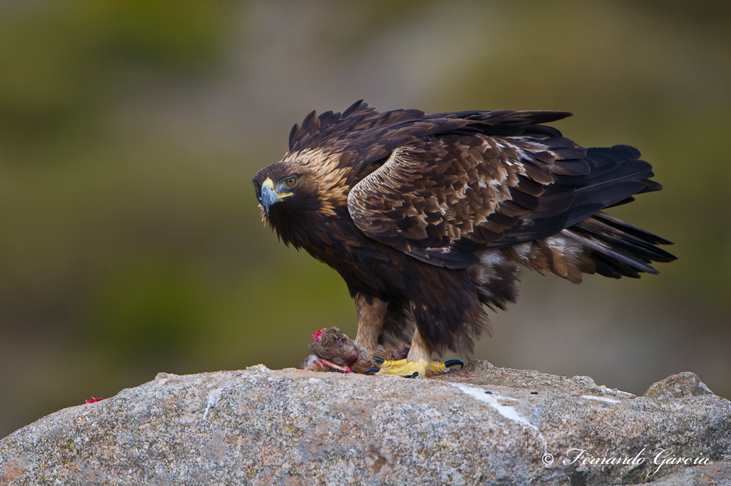 aguila real