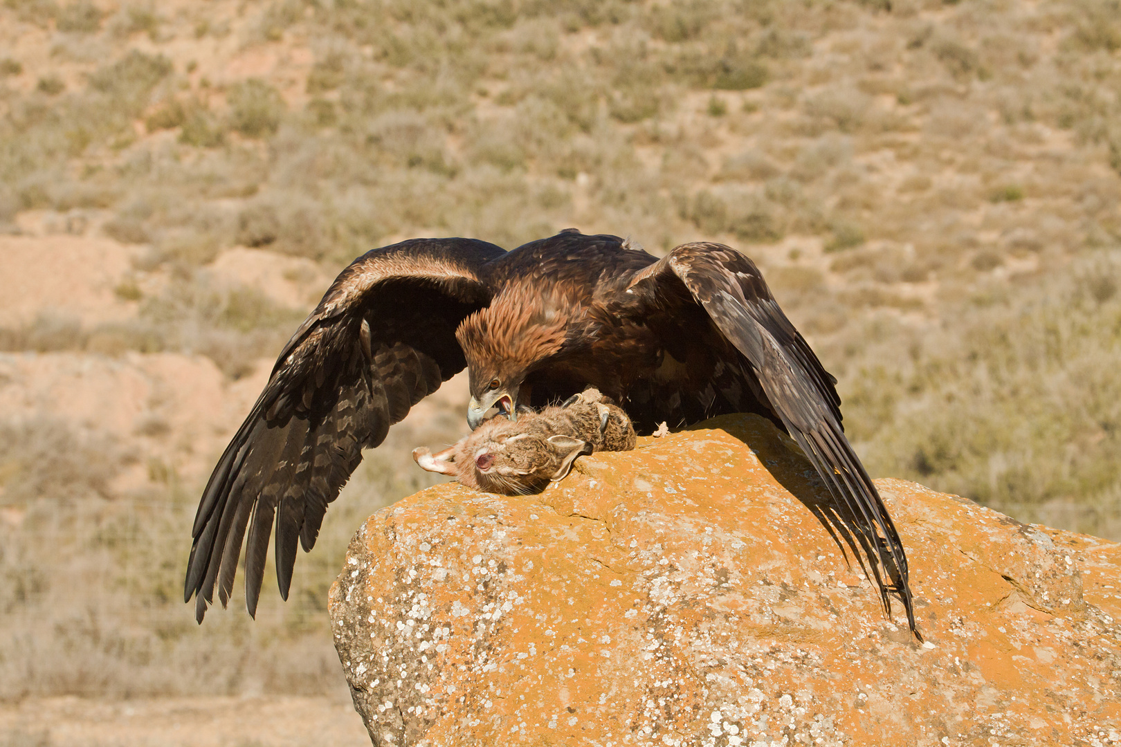 aguila real