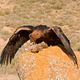 aguila real