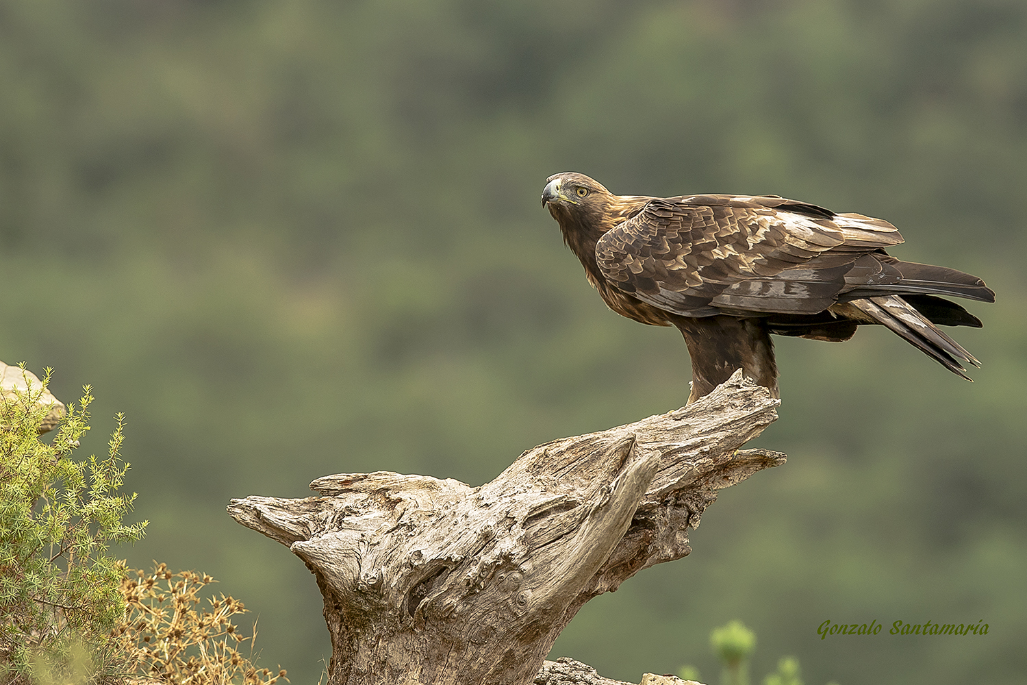 AGUILA REAL