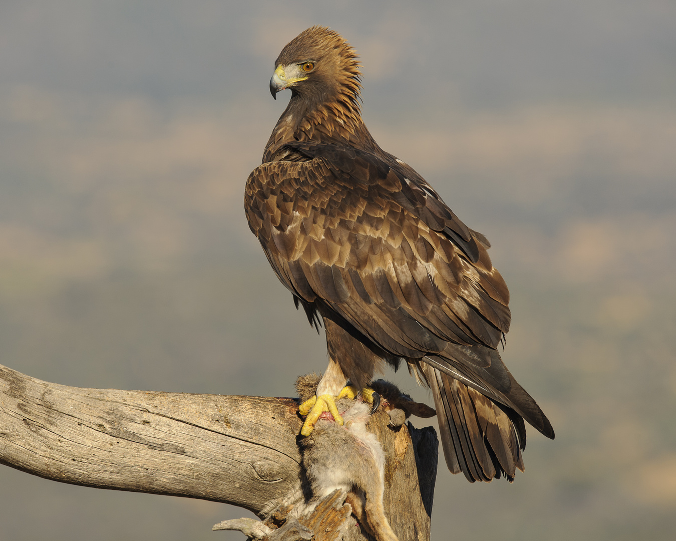 AGUILA REAL