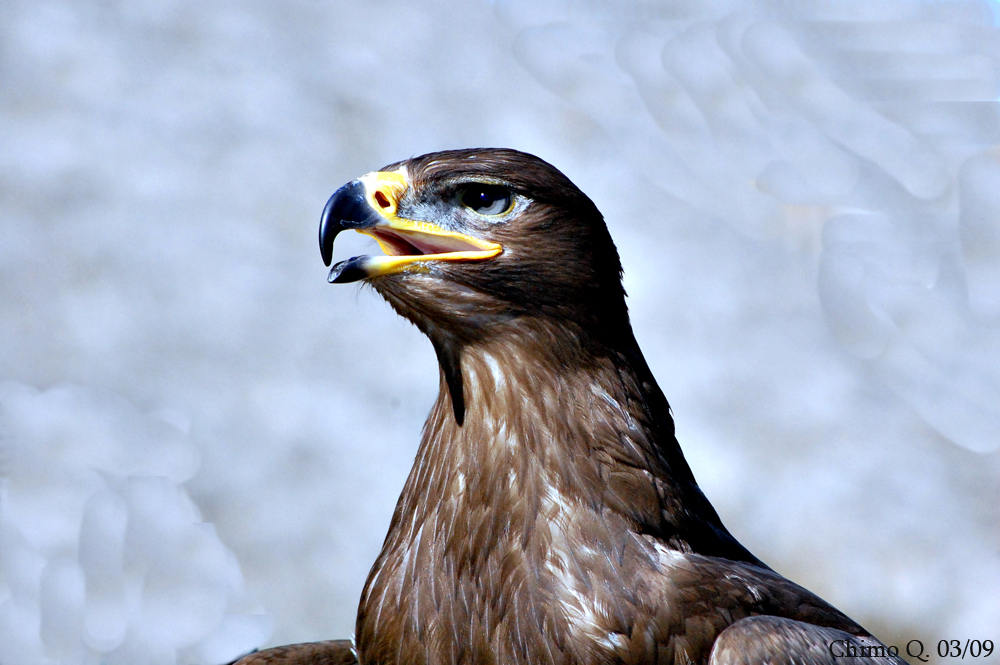 Aguila vigilante