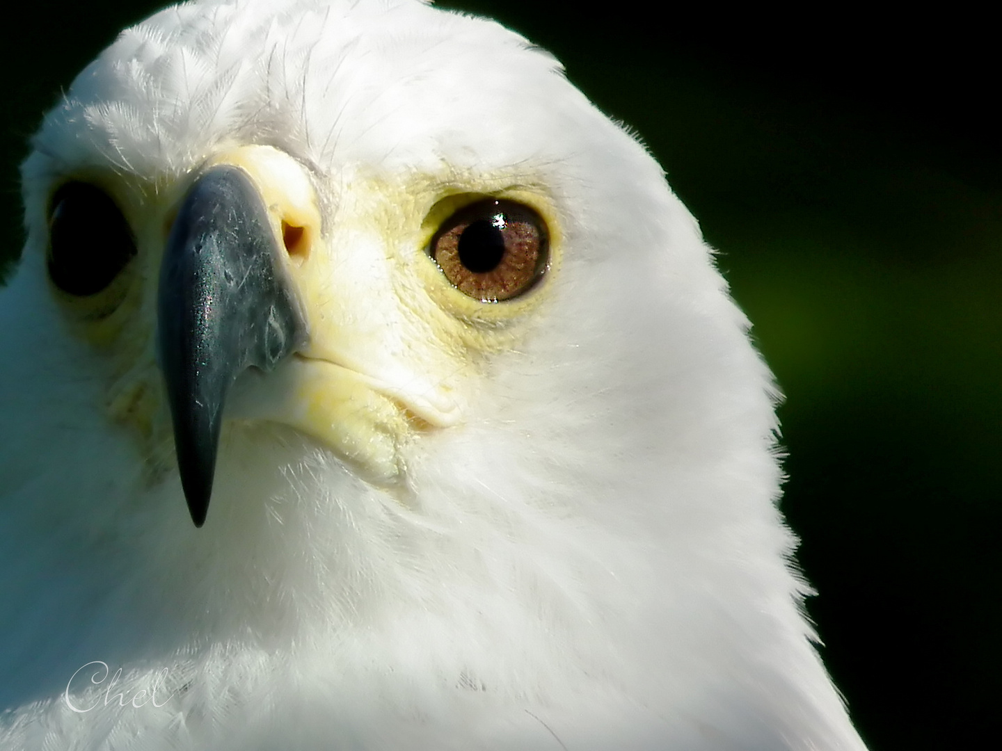 Aguila vocinglera