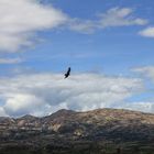 aguila volando en el cielo de Huayobamba San Marcos Cajamarca Perú