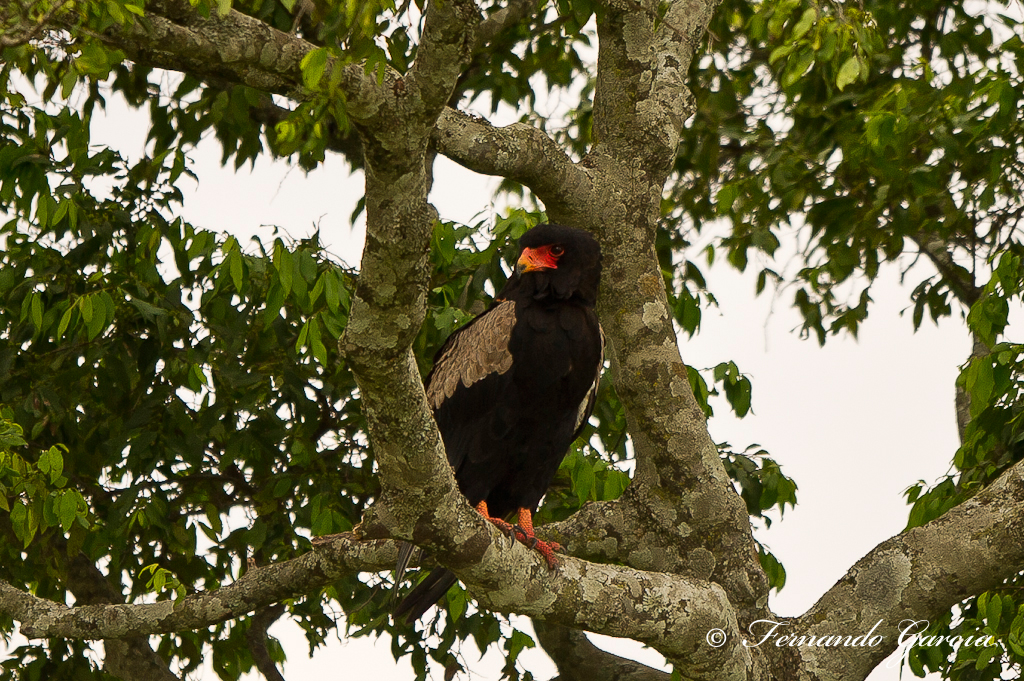 aguila volatinera