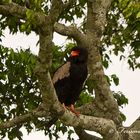 aguila volatinera