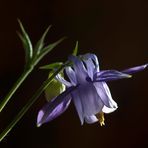 Aguileña (aquilegia vulgaris)