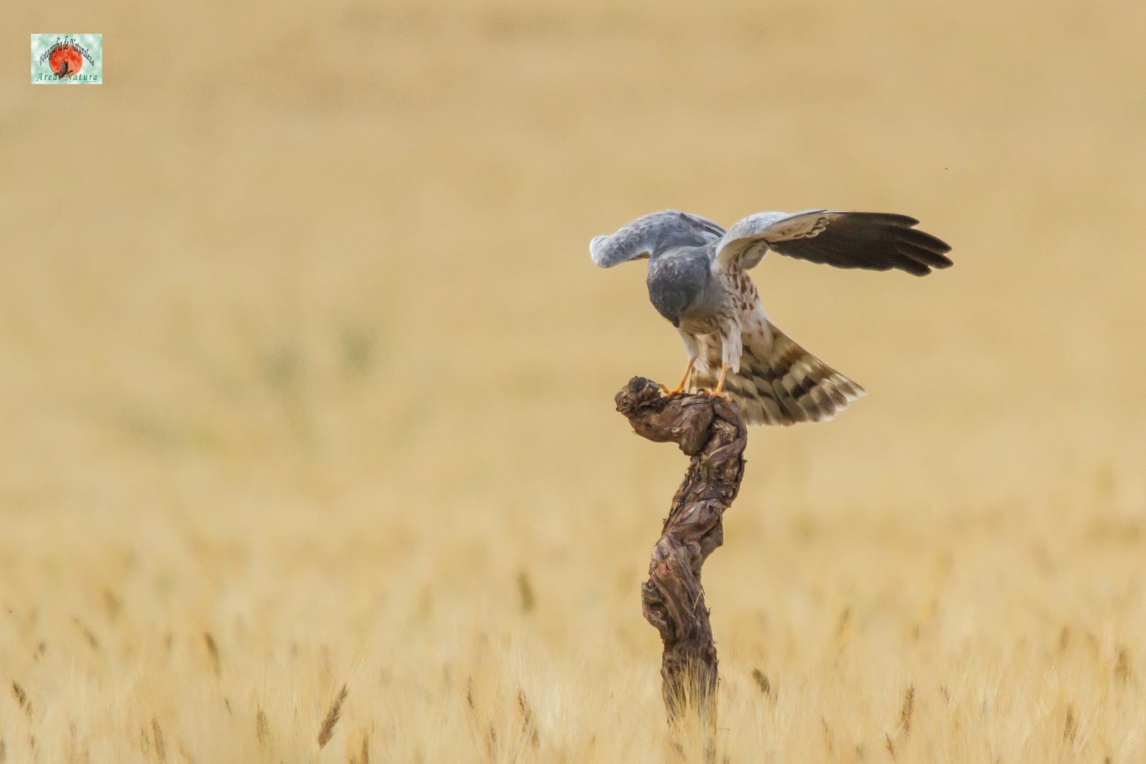 Aguilucho cenizo (3)