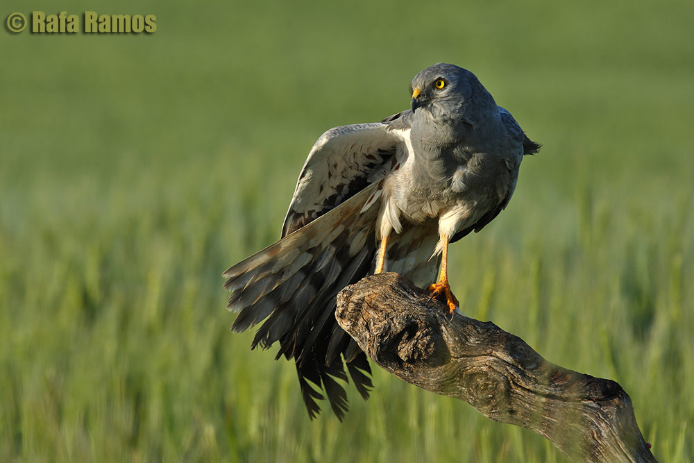 Aguilucho Cenizo