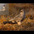 Aguilucho cenizo (para Mayte. A)