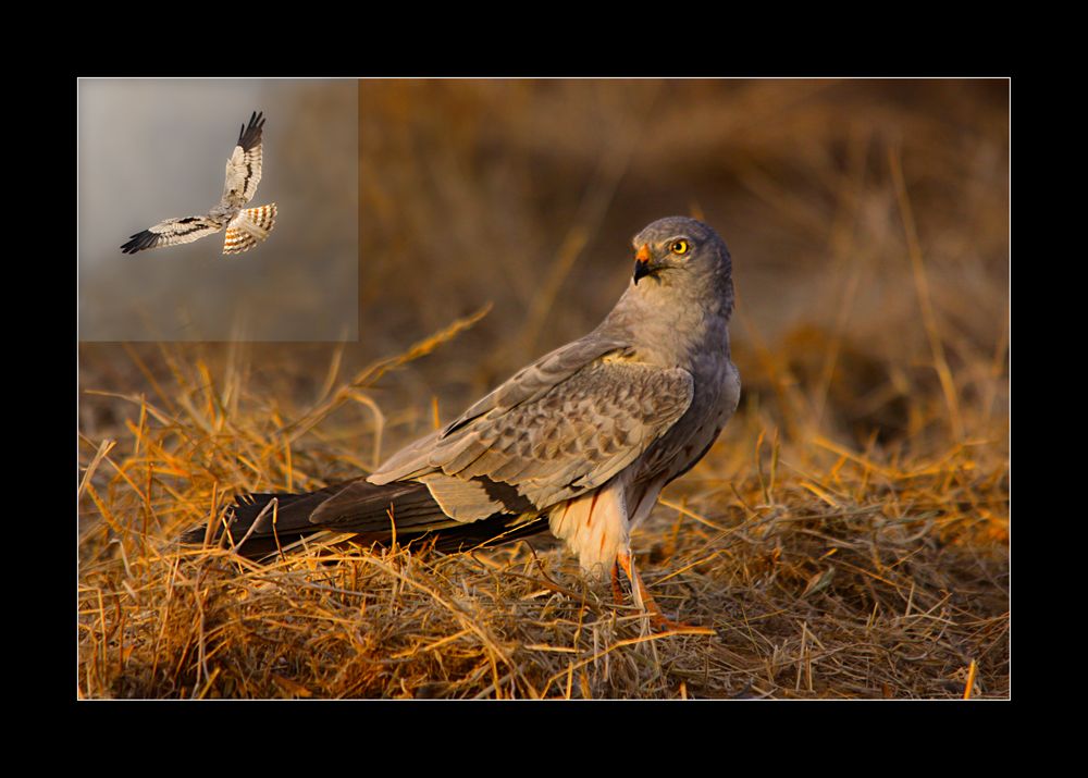 Aguilucho cenizo (para Mayte. A)