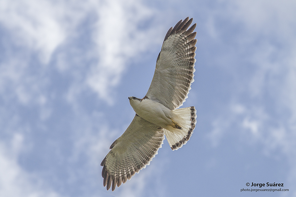 Aguilucho común