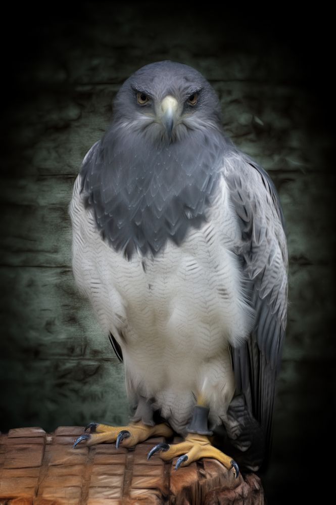 Aguja Foto & Bild tiere, zoo, wildpark & falknerei, vögel Bilder auf