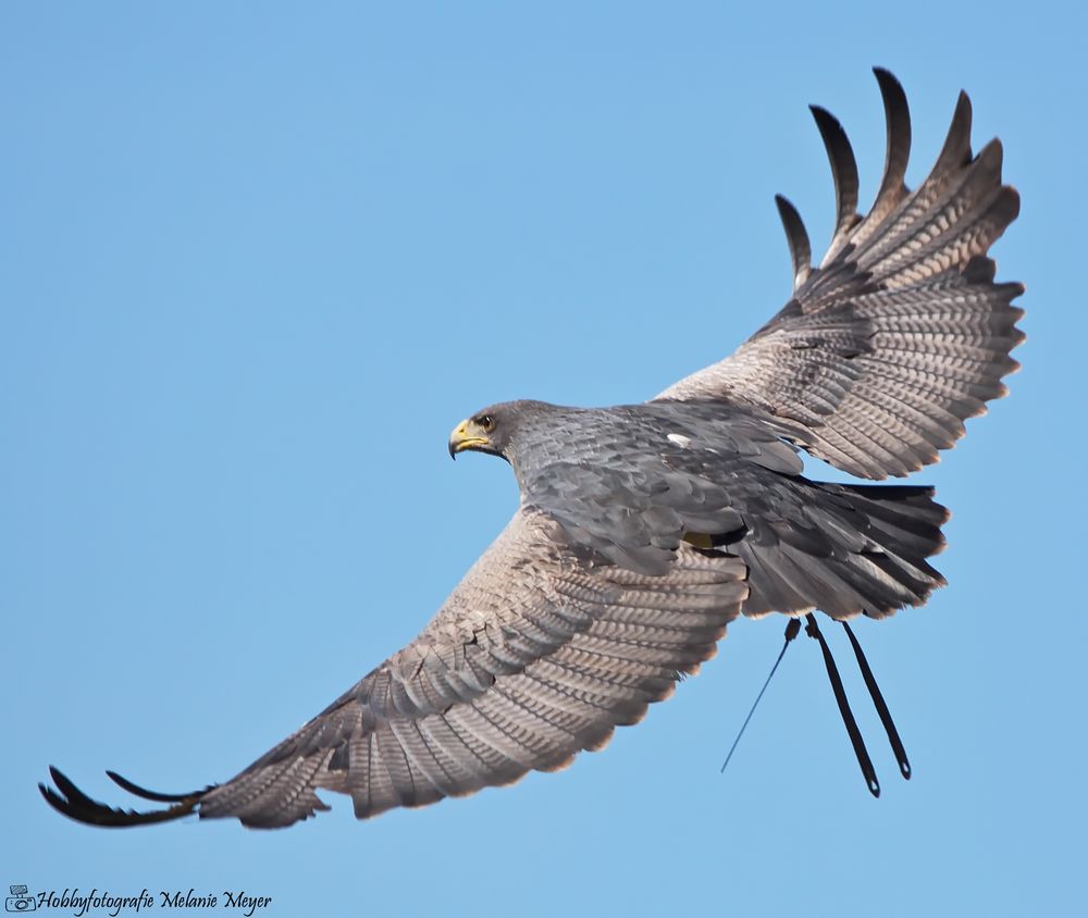 Aguja Foto & Bild tiere, zoo, wildpark & falknerei, vögel Bilder auf
