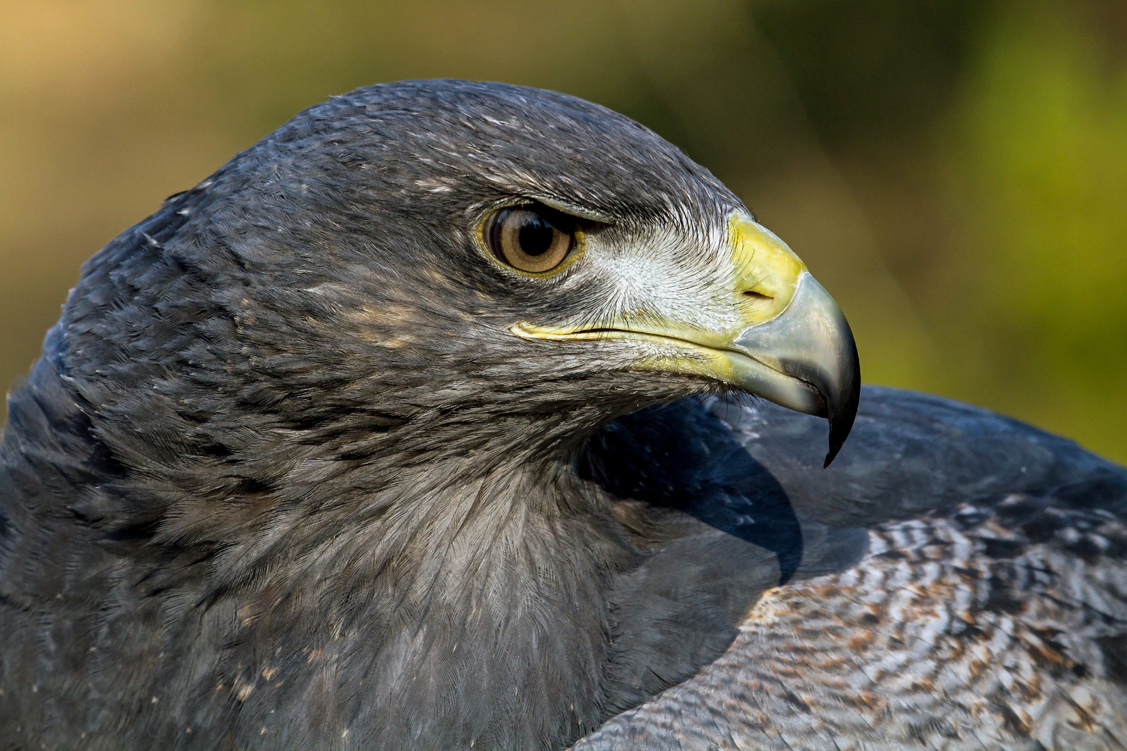 aguja ....blaubussard