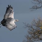 Aguja (Blaubussard)