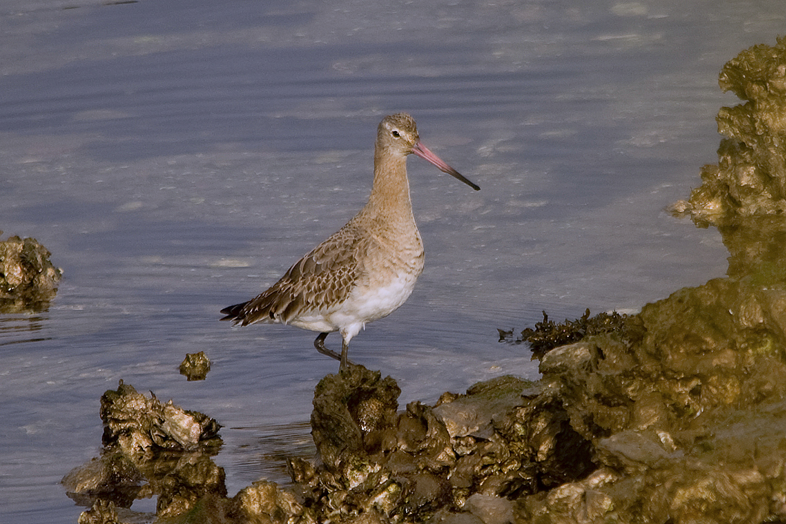 AGUJA COLINEGRA