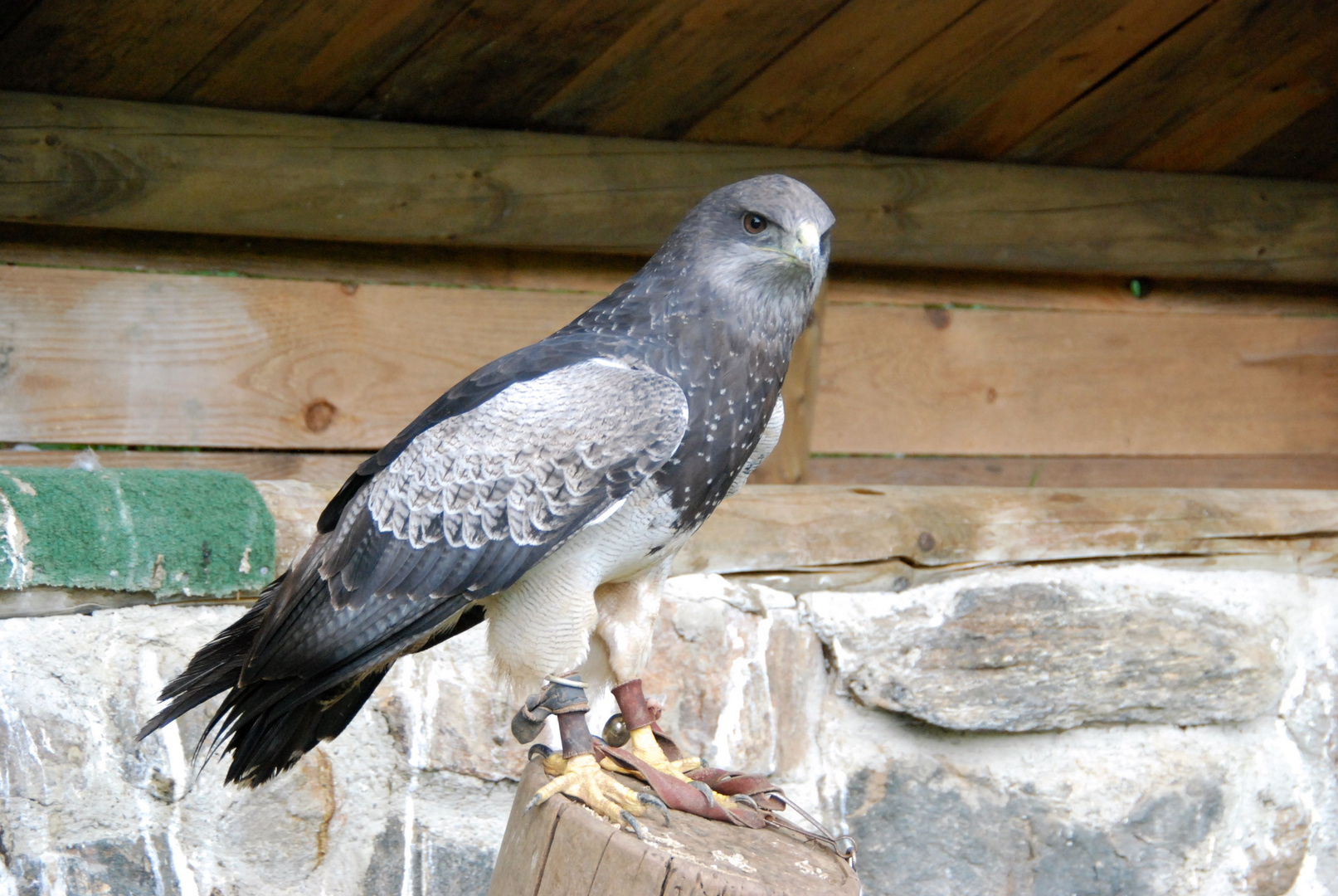 Aguja, der Blaubussard