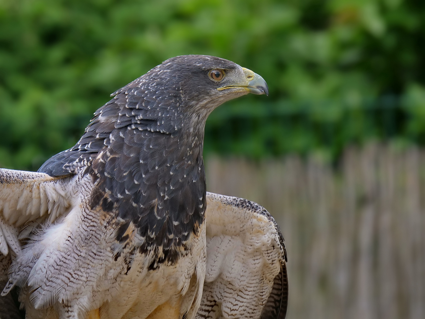 Aguja (Geranoaetus melanoleucus)  auch Blaubussard od. Kordillerenadler.