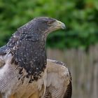 Aguja (Geranoaetus melanoleucus)  auch Blaubussard od. Kordillerenadler.