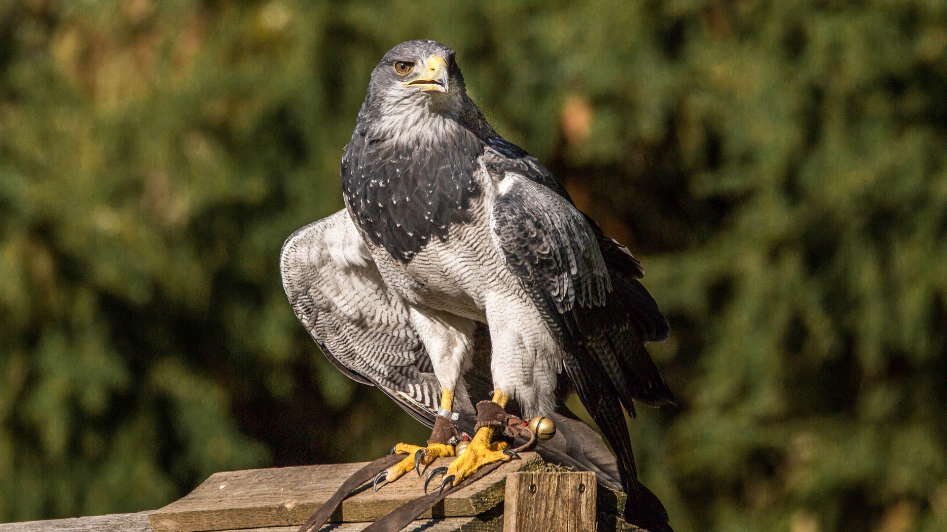 Aguja - Kordillerenadler auch Blaubussard genannt