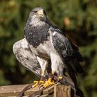 Aguja - Kordillerenadler auch Blaubussard genannt