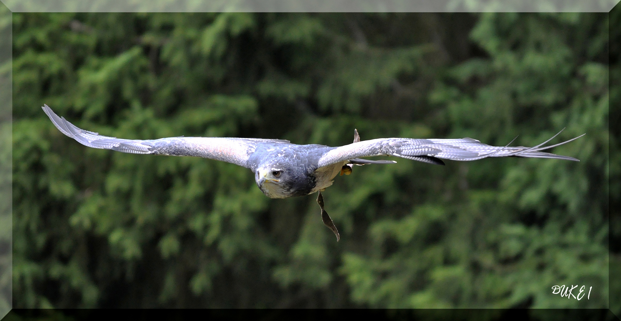 Aguja oder auch Blaubussard .