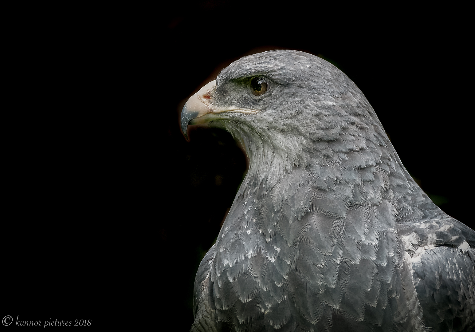 Aguja oder Blaubussard