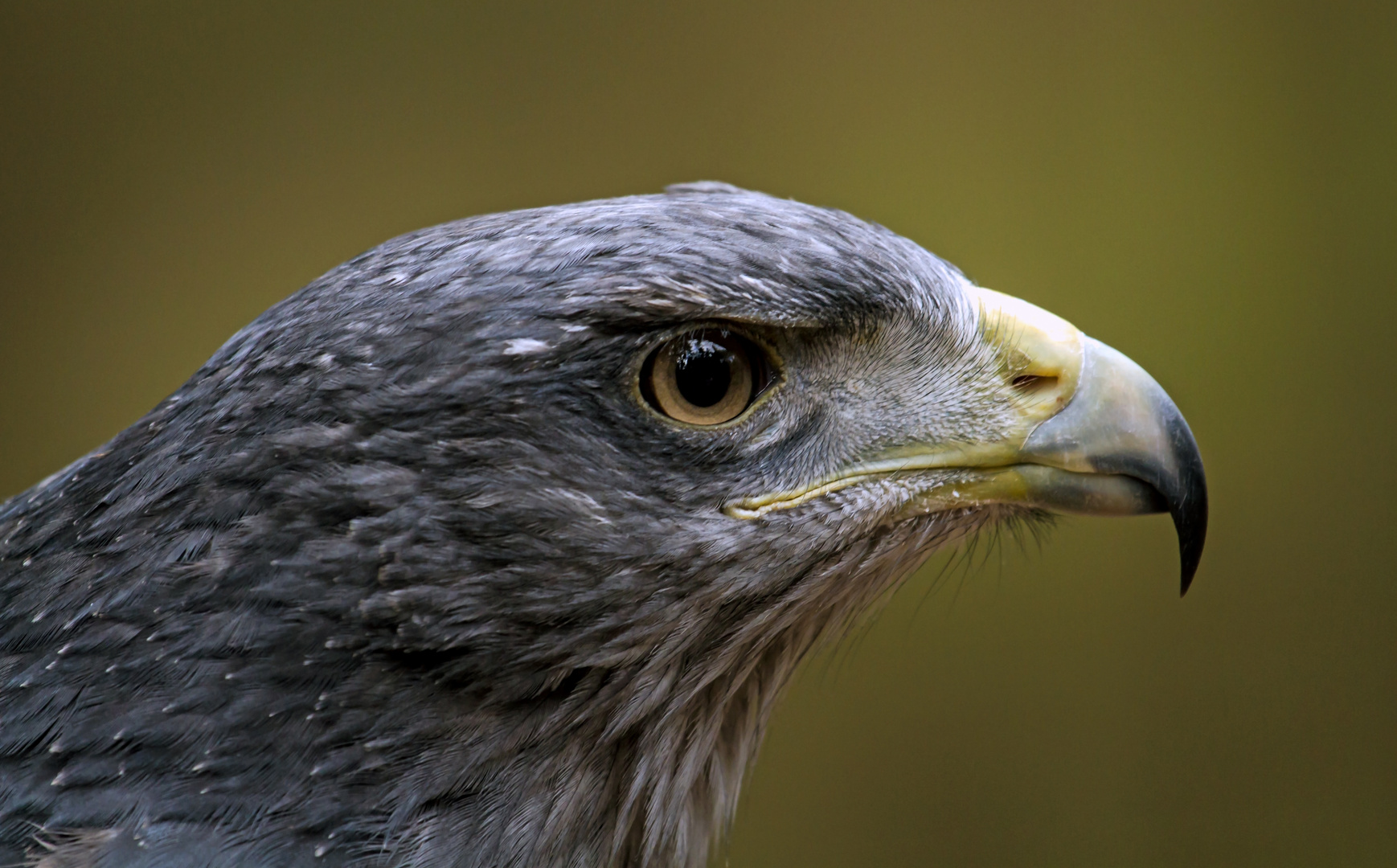 aguja....blaubussard